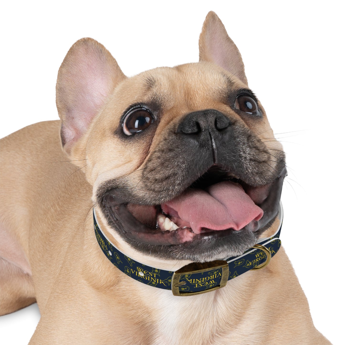 Dog Collar | West Virginia Dandelion Design-Nicodemus Studios